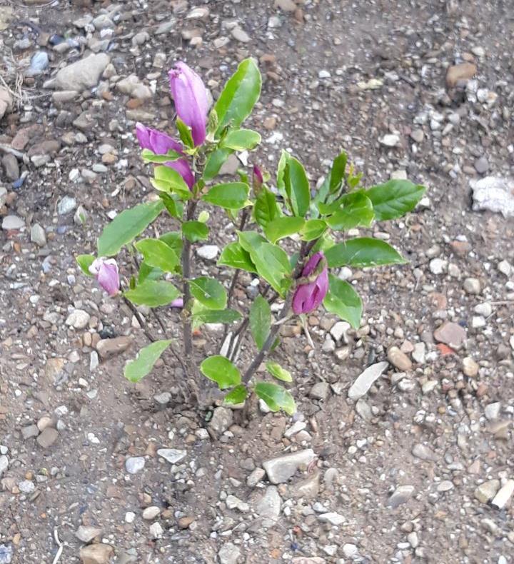 VIBER_SLIKA_2019-05-30_10-43-34.jpg